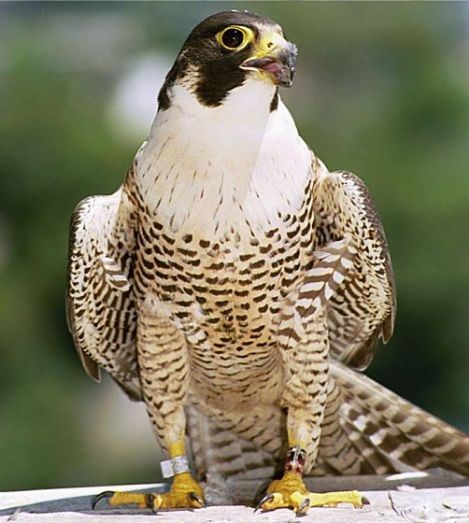 Peregrine Falcon: açıklama ve fotoğraf 93